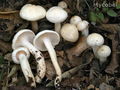 Hygrophorus cossus